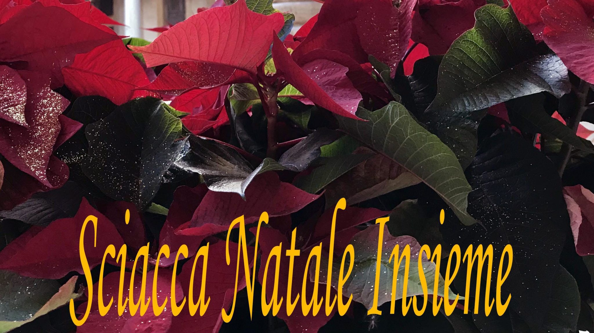 Natale Sciacca.Sciacca Natale Insieme Il Programma Completo Orari Ztl Sciacca Terme Notizie